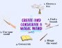 Create and Consecrate your Magic Wand