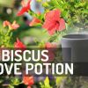 Hibiscus Self-Love Potion Spell