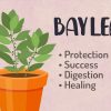 Bay Leaf Magic Properties