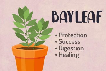 Bay Leaf Magic Properties