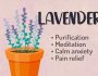 Lavender Herbal Witchcraft Magic Course