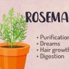 Rosemary Herbal Witchcraft Course