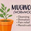 Wormwood-Herb Green Witchcraft Magic