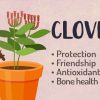 Cloves Magical Properties Green Witch