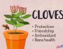 Cloves Magical Properties Green Witch