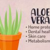 Spiritual Usage of Aloe Vera