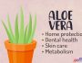 Spiritual Usage of Aloe Vera