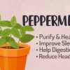 Magical Properties and Uses of Peppermint