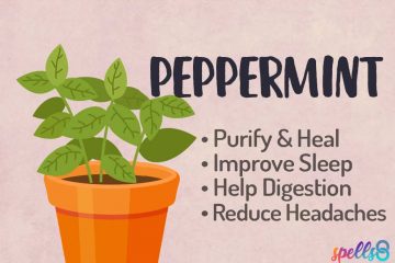 Magical Properties and Uses of Peppermint