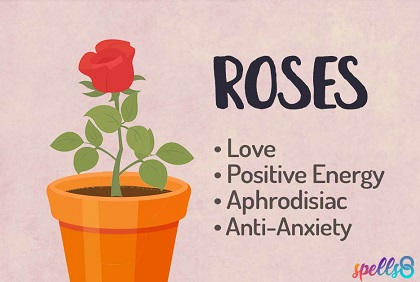 Magical Uses of Rose