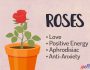 Rose Magical Properties and Uses