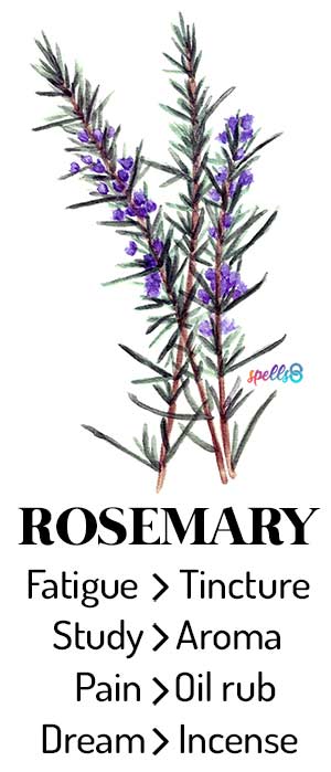 Rosemary Witch Uses