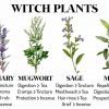 Witch Plants & Herbs Every Witch Should Know