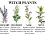 Witch Plants & Herbs Every Witch Should Know