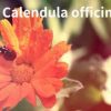 Magickal Uses of Calendula