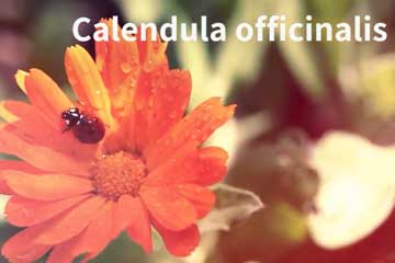 Magickal Uses of Calendula