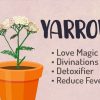 Yarrow Witch Uses