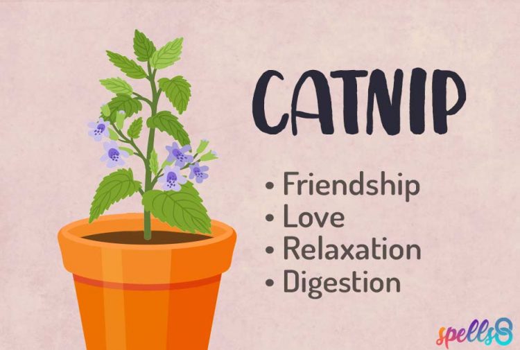 Magical properties of Catnip
