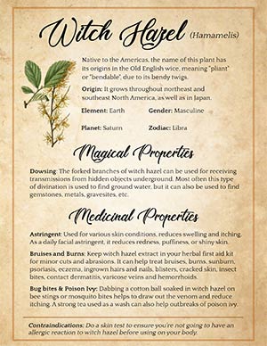 Magical properties of Witch Hazel