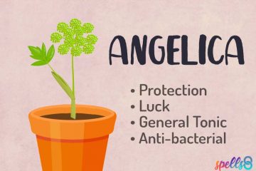 Angelica Witch Uses