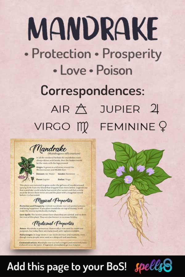 Mandrake Correspondences and Uses in Witchcraft