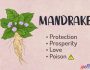Witchcraft Uses of Mandrake