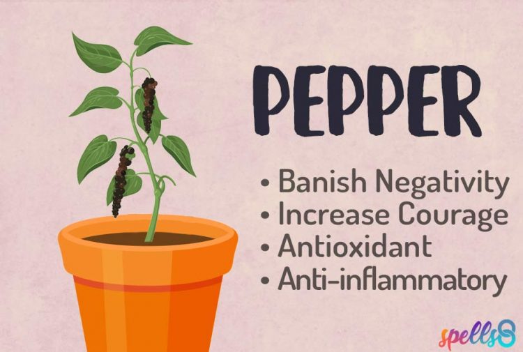Pepper Witch Uses and Properties