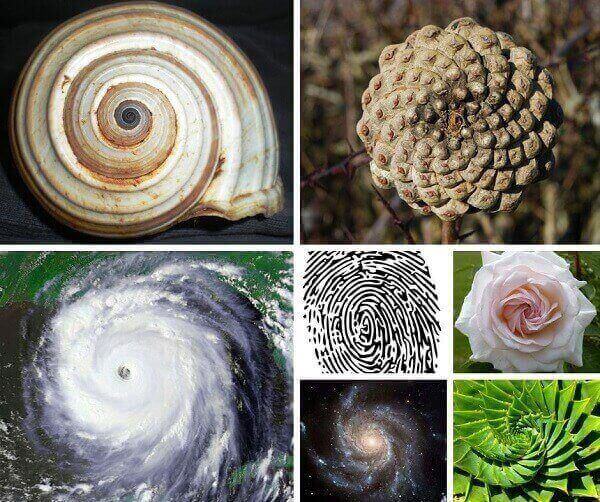 Spirals in Nature