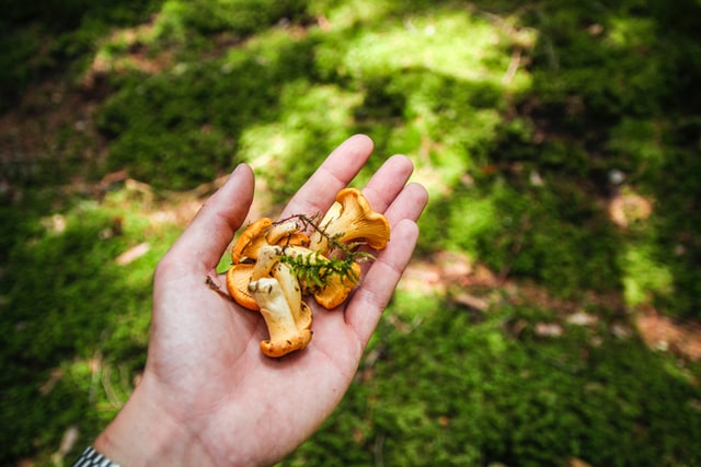 A white hand holding orange mushrooms and green herbs.