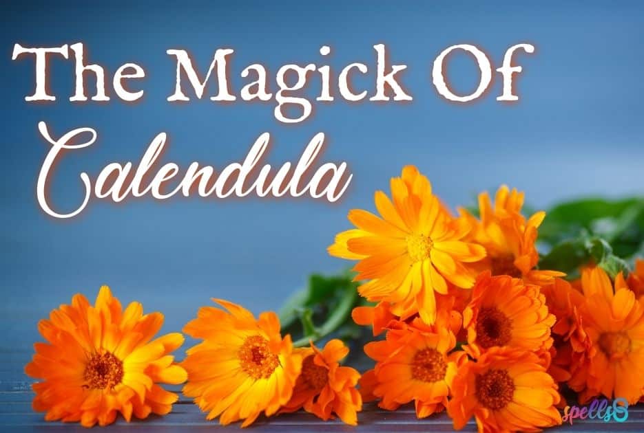 The Magick of Calendula