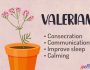 Valerian Spiritual Meaning