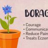 Borage Magickal Uses