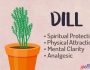 Dill Magickal Uses