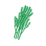 Dill png