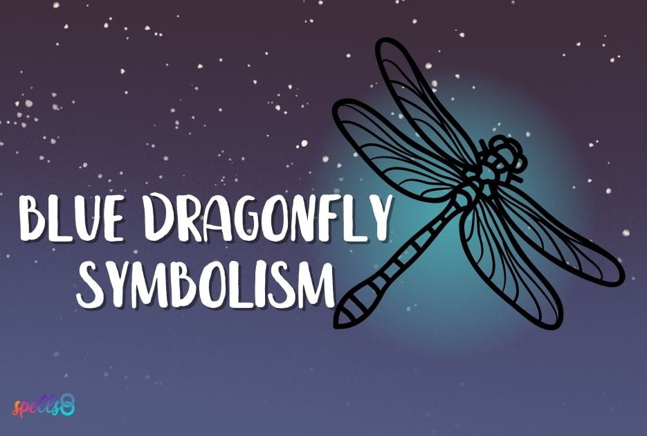 Blue Dragonfly Meaning: Omens from Insects & Nature – Spells8