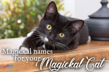 Witchy Cat Names