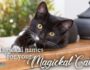 Witchy Cat Names