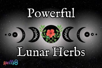 Lunar Herbs for Moon Phases