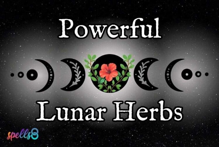 Lunar Herbs for Moon Phases