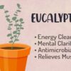 Benefits of Eucalyptus