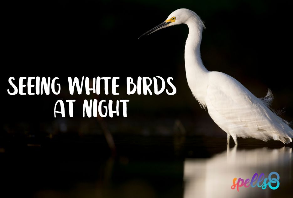 Seeing A White Bird At Night: Unraveling the Symbolism and Message – Spells8
