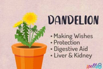 Dandelion Magickal Properties