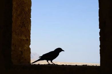 What does it mean when a bird visits you?