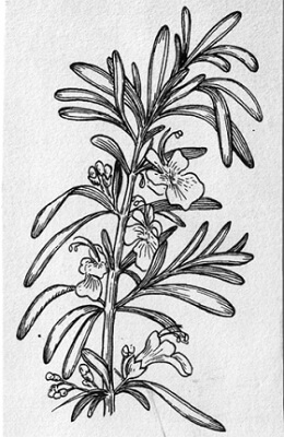 Rosemary Botanical Illustration