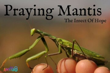 Praying Mantis: The Insect of Hope