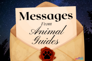 Get a Message from an Animal Guide