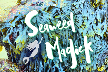 Seaweed Magick How to Use Kelp in the Craft