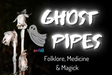Ghost Pipes Folklore Magick Medicine